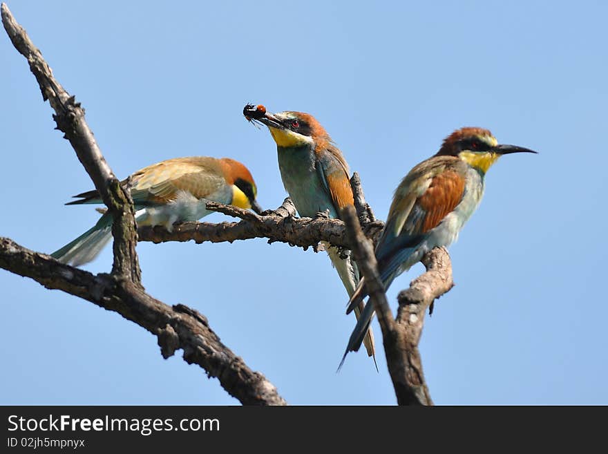 Photo was taken in very importent bird area near village Velke Pavlovice in Czech republic. Photo was taken in very importent bird area near village Velke Pavlovice in Czech republic.