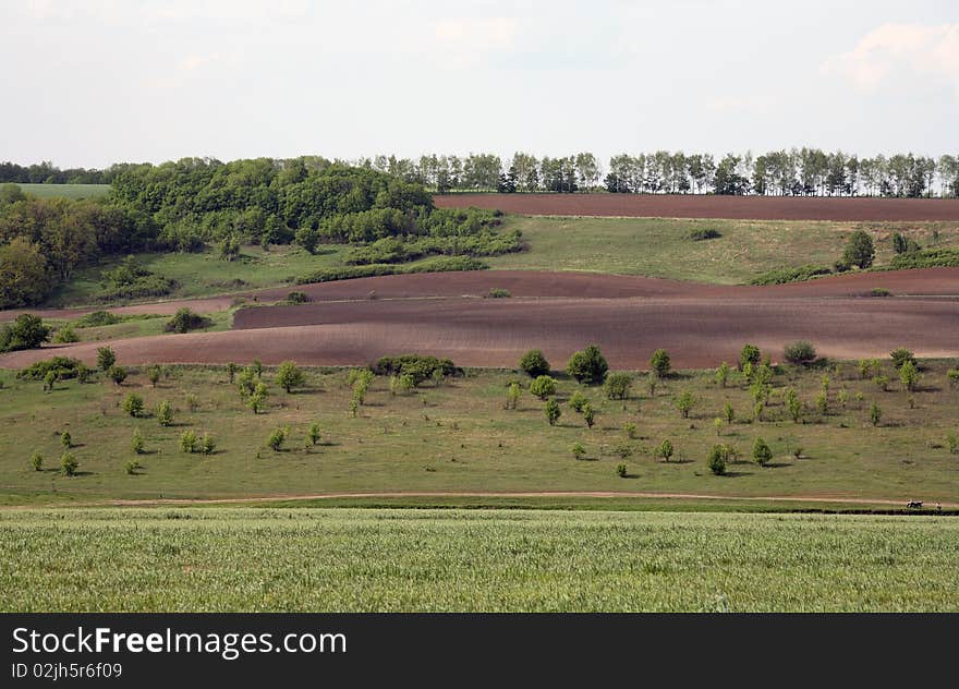 Landscape field of grass and tree