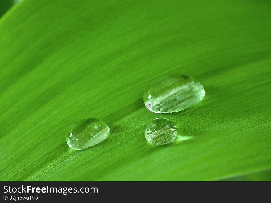 Drops On The Leaf