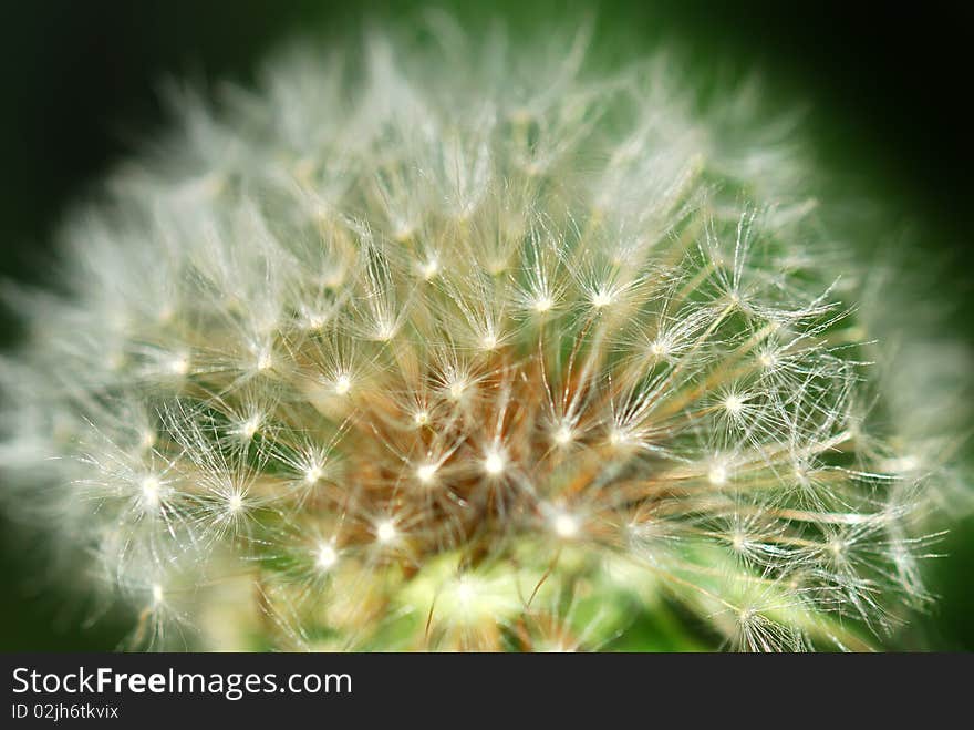 Macro photo of a dandelion