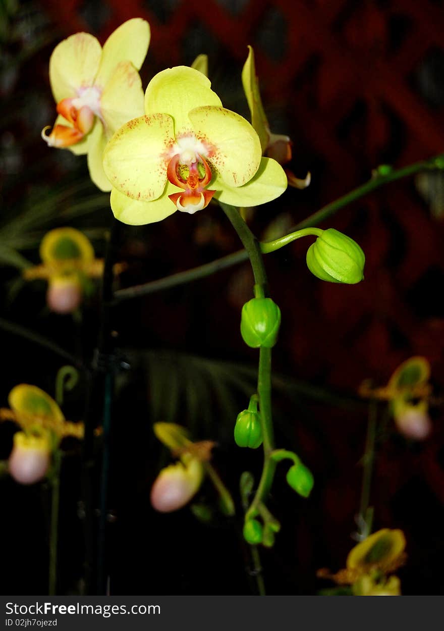 The Moth Orchid