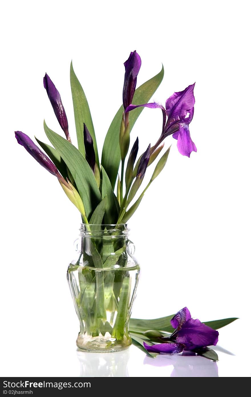 Bouquet of dark blue irises on a white background