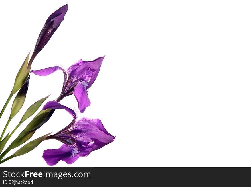 Bouquet of dark blue irises on a white background