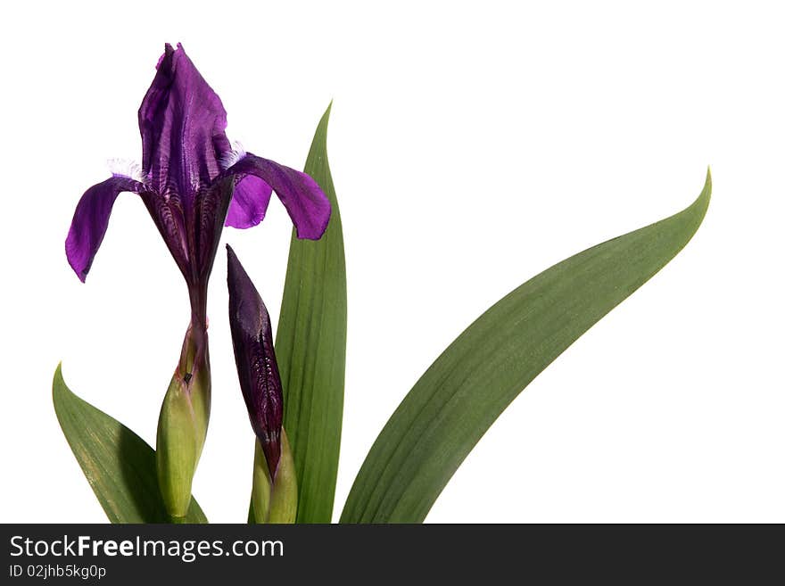 Bouquet of dark blue irises on a white background