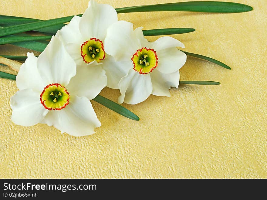 Bouquet of spring daffodils on yellow background. Bouquet of spring daffodils on yellow background