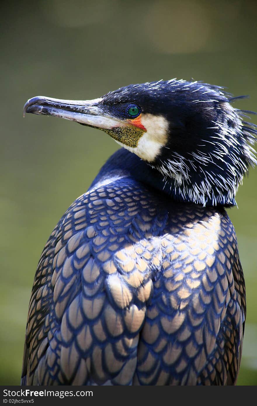 A photo of a cormoran in springtime