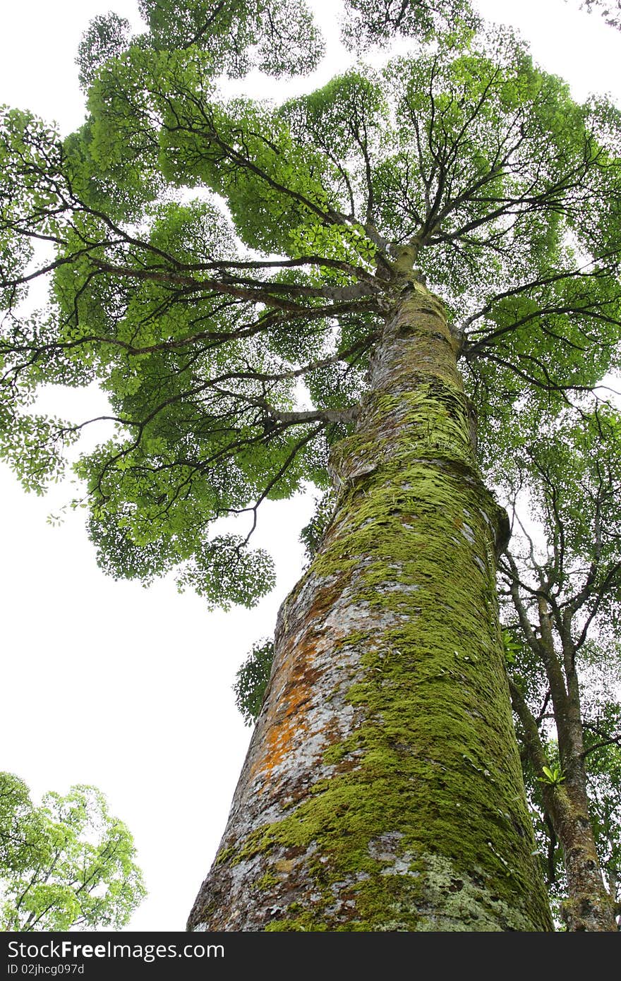 A tropical rain tree with moss on its trunk