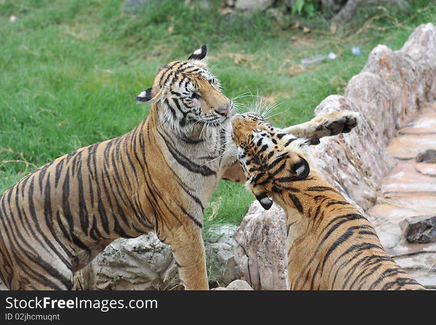 Male and female tigers greet each other. Male and female tigers greet each other