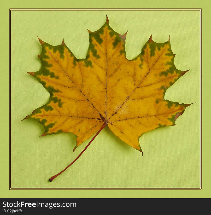 Fall maple leaf isolated on light green background in a frame
