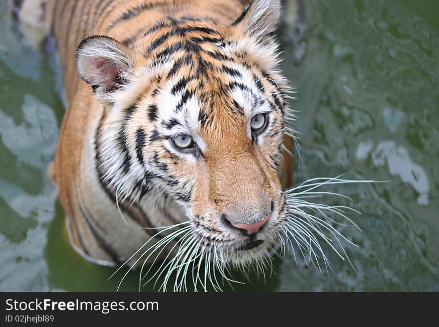 Bengal tiger play in the pond. Bengal tiger play in the pond