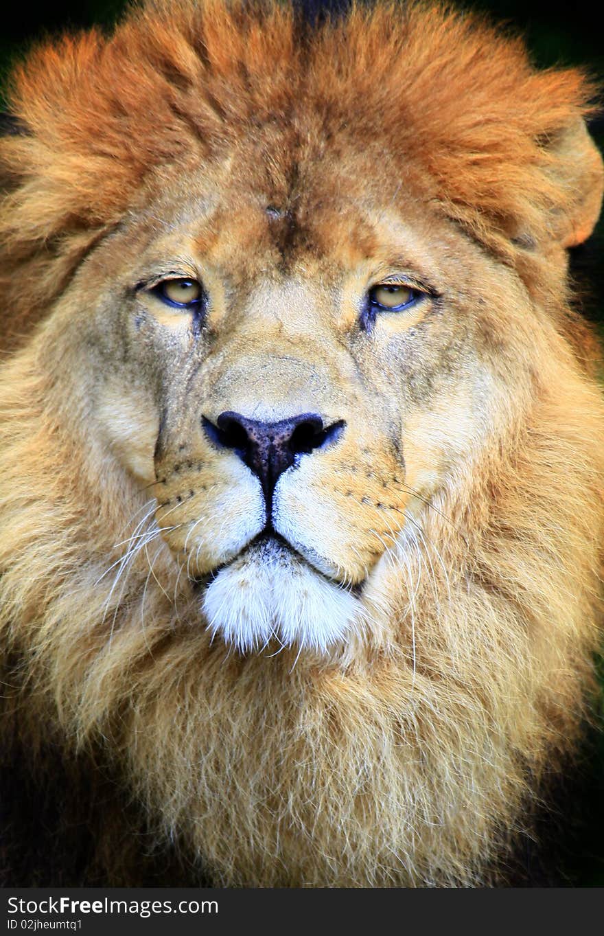 A photo of a lion