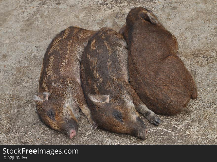 Trio baby boars