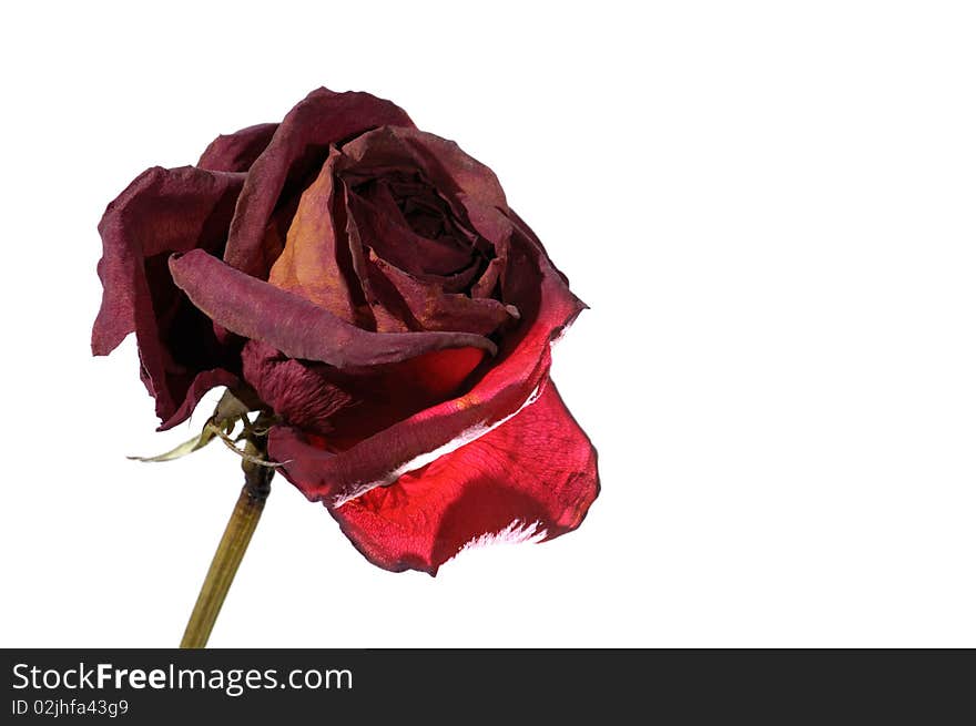 Withered dark red rose closeup isolated on white background. Withered dark red rose closeup isolated on white background