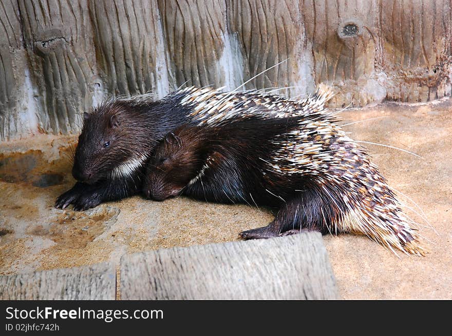 Two porcupine