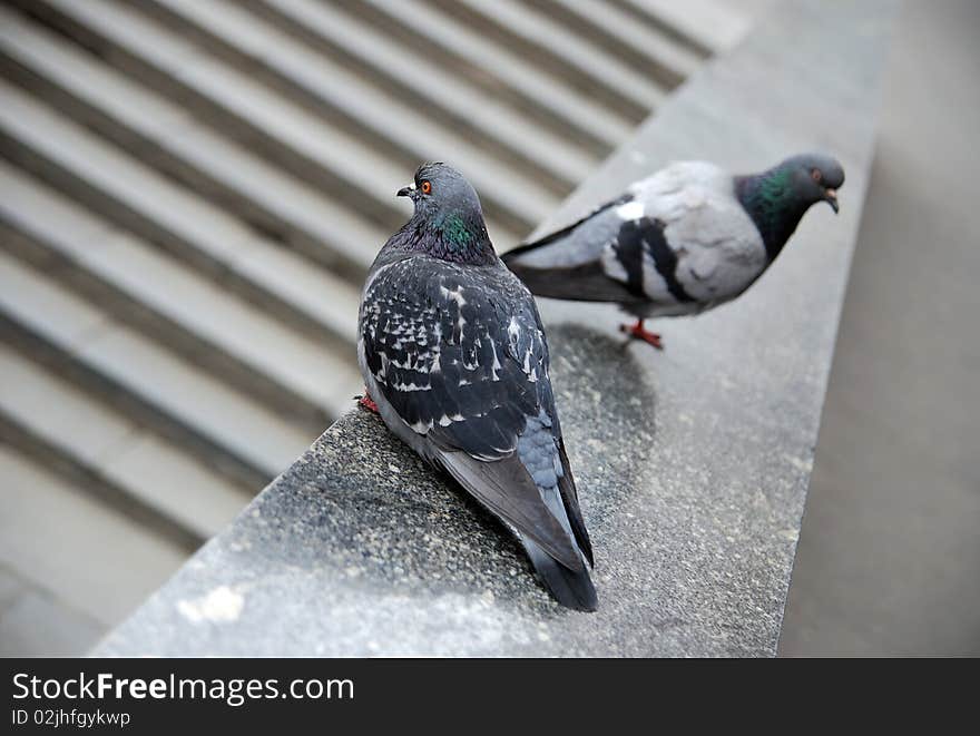 Two doves on the granite stairs. one blurred