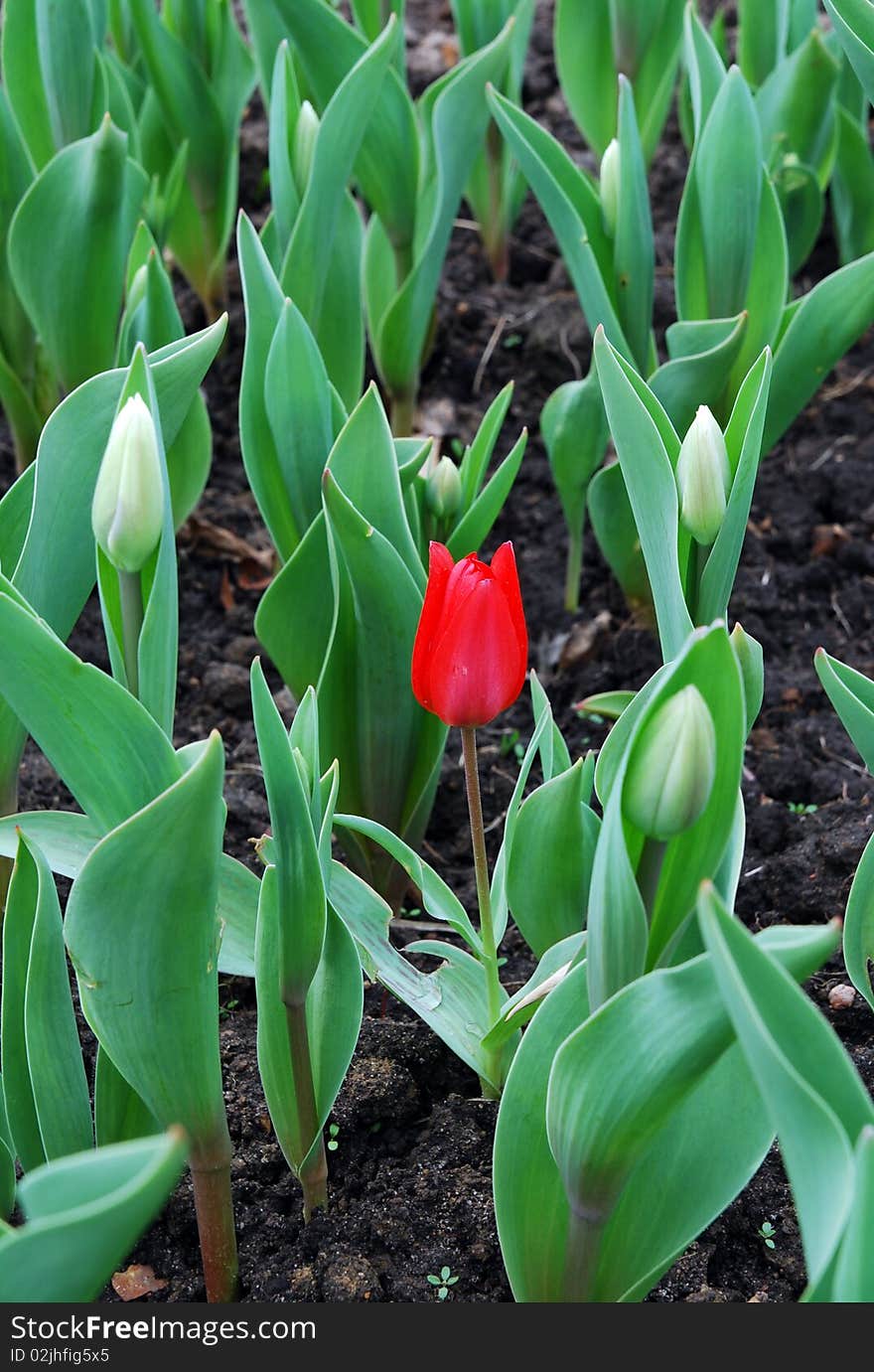 One blooming red tulip among tulip's buds. One blooming red tulip among tulip's buds