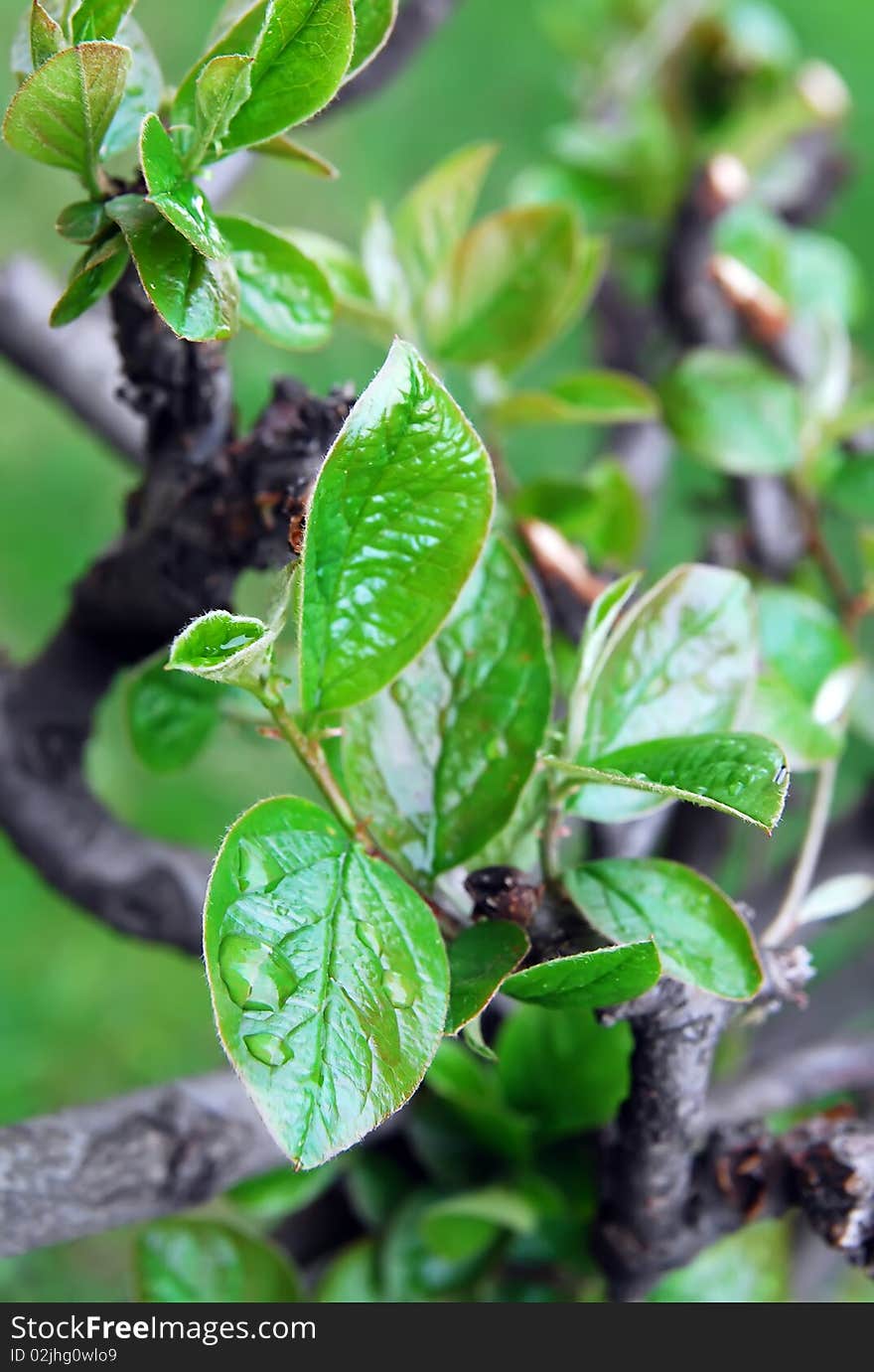 A young green leaf with a drop of rain. A young green leaf with a drop of rain