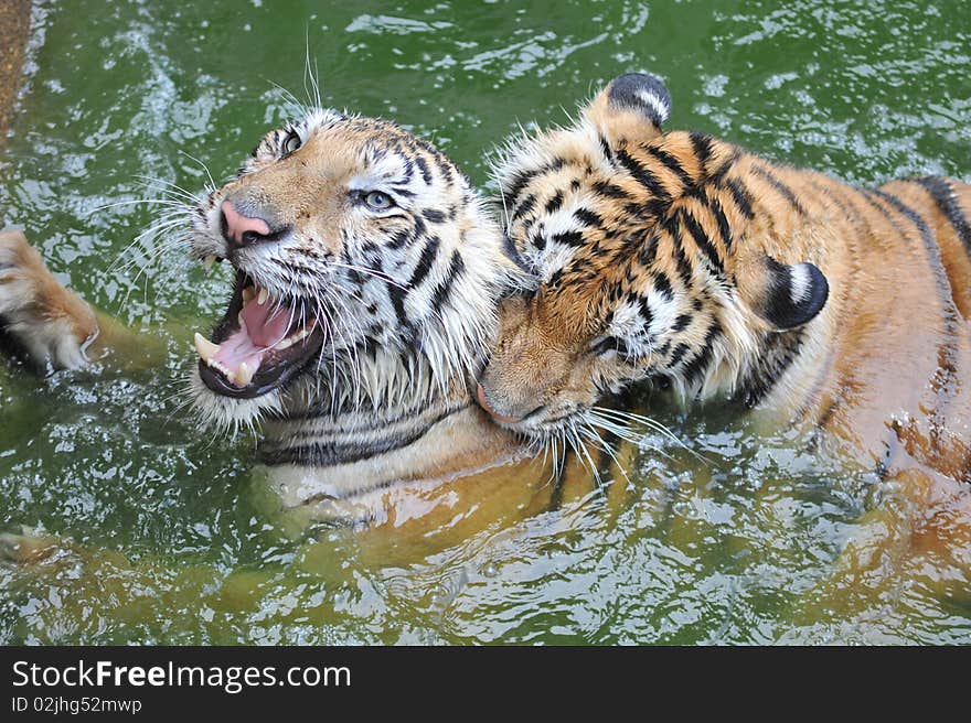 Male and female tigers play together in the pond. Male and female tigers play together in the pond