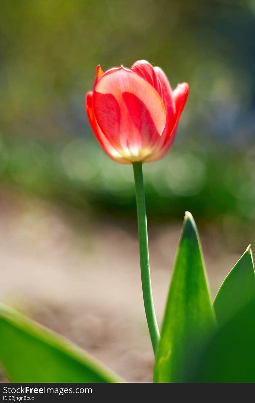 Red spring a young tulip with green leaves