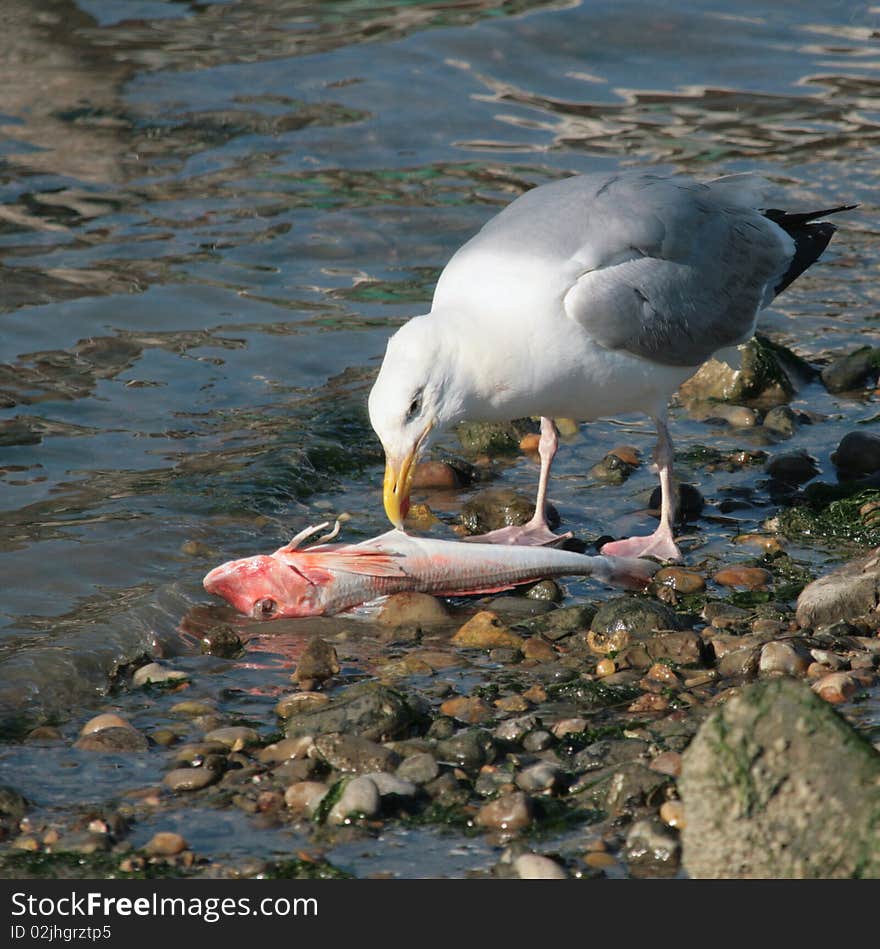 Goeland and fish