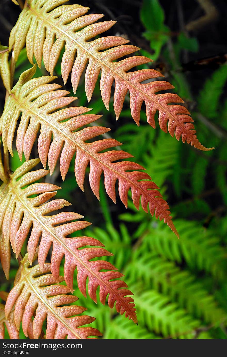 Wild colour fern at the mountainous region.