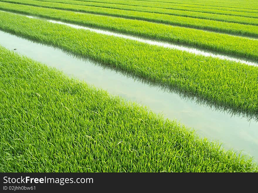 Rice seedlings in spring, China