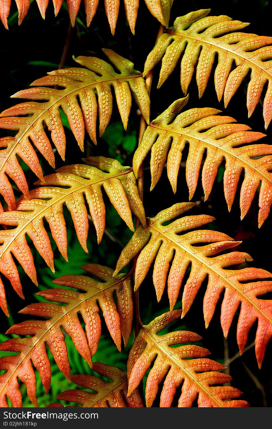 Close up of fern leaves