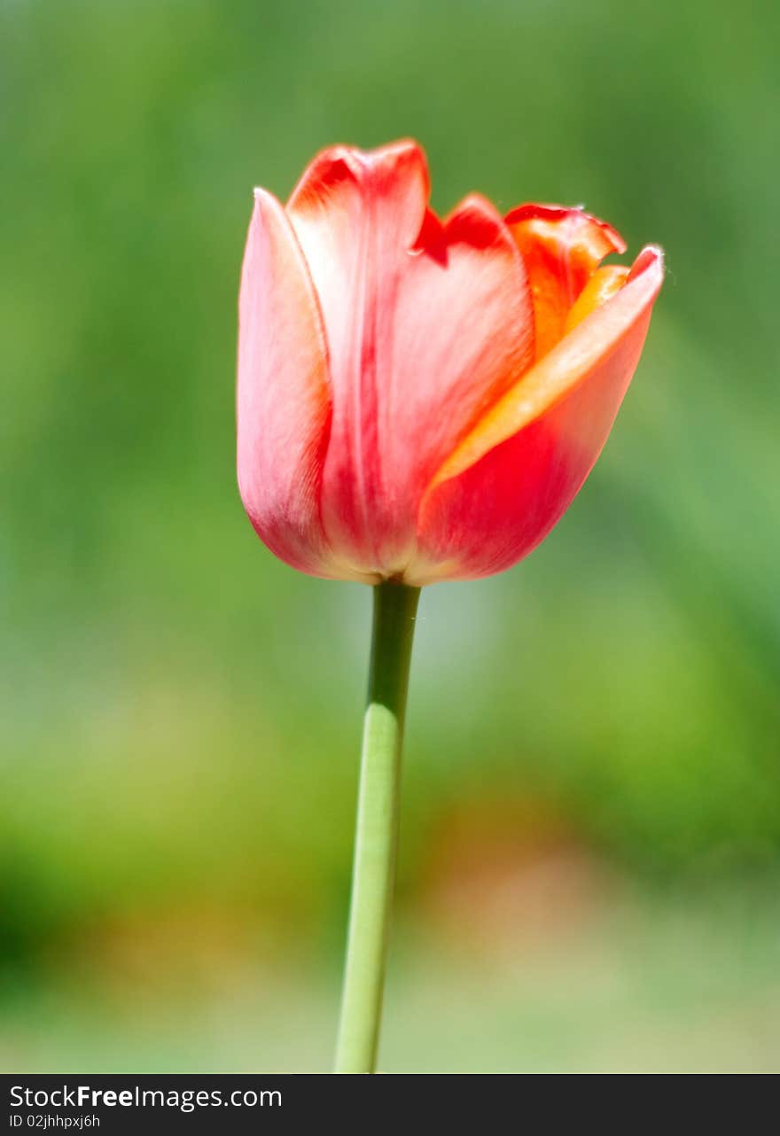 Red spring a young tulip with green leaves