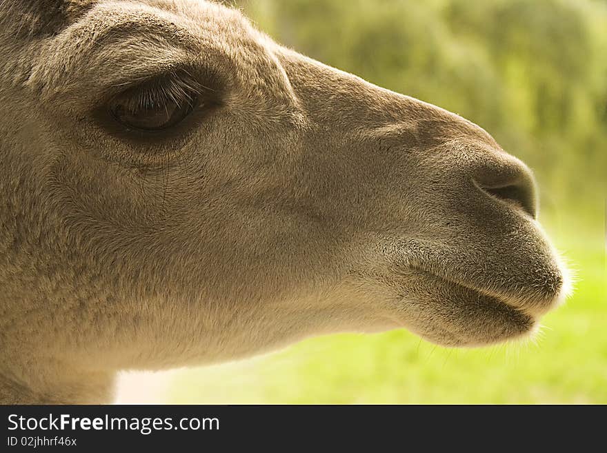 Llama mammal portrait in zoo side view. Llama mammal portrait in zoo side view