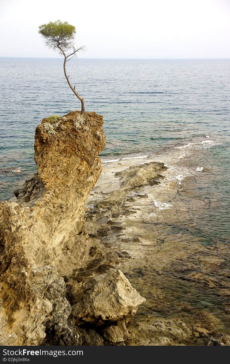 Tree growing on a rock surrounded by sea. Tree growing on a rock surrounded by sea