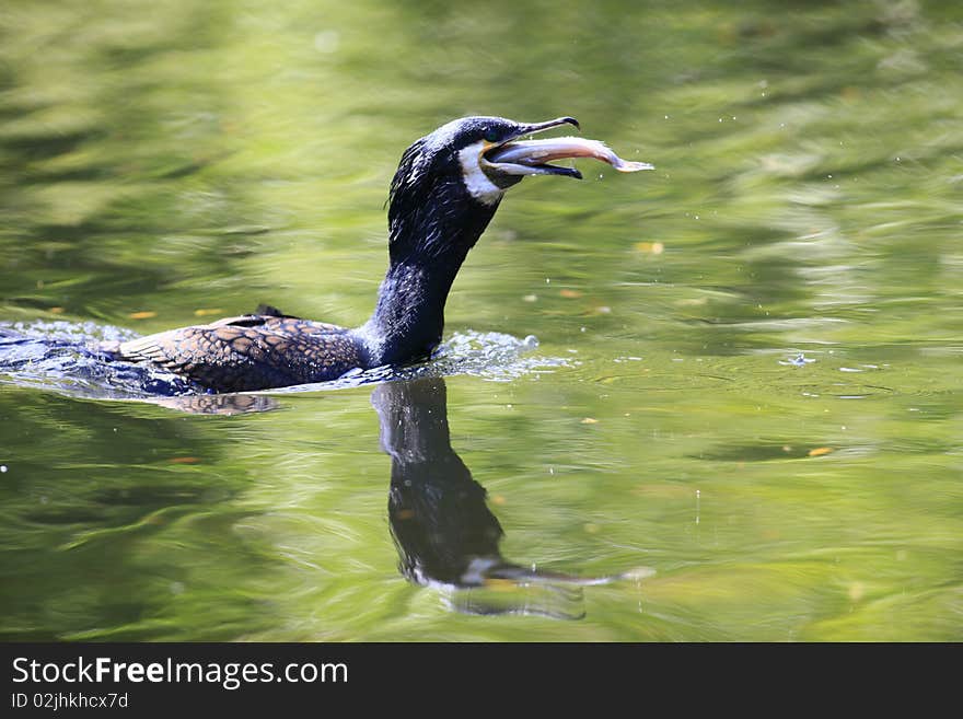 A photo of a cormoran in springtime