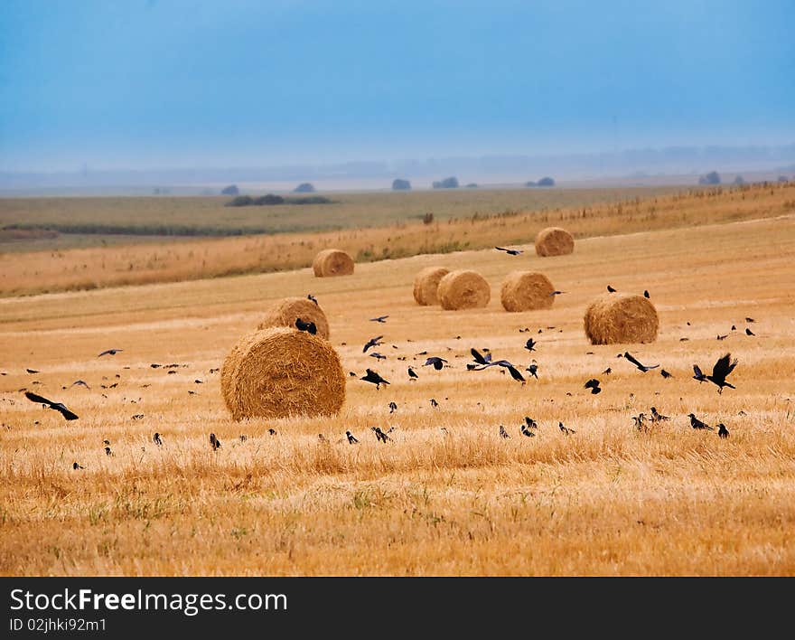 Mown field with hay stacks against blue sky. Mown field with hay stacks against blue sky