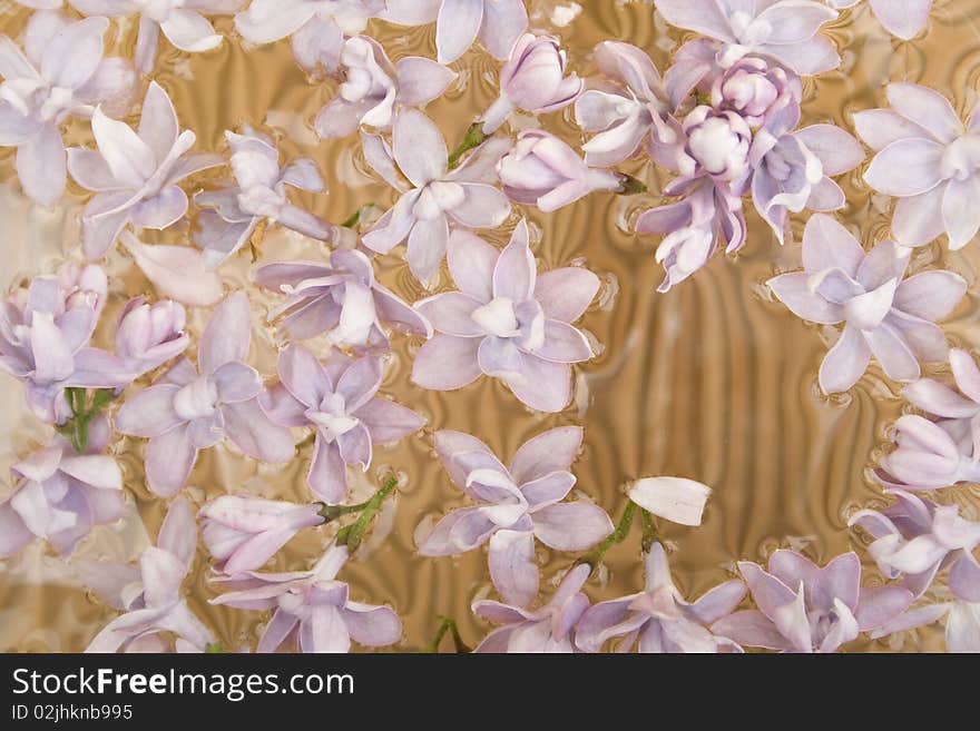 Violet flowers on the water