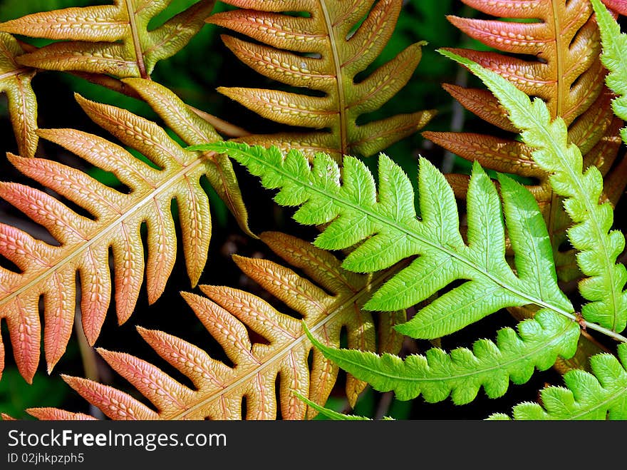 Close up of fern leaves