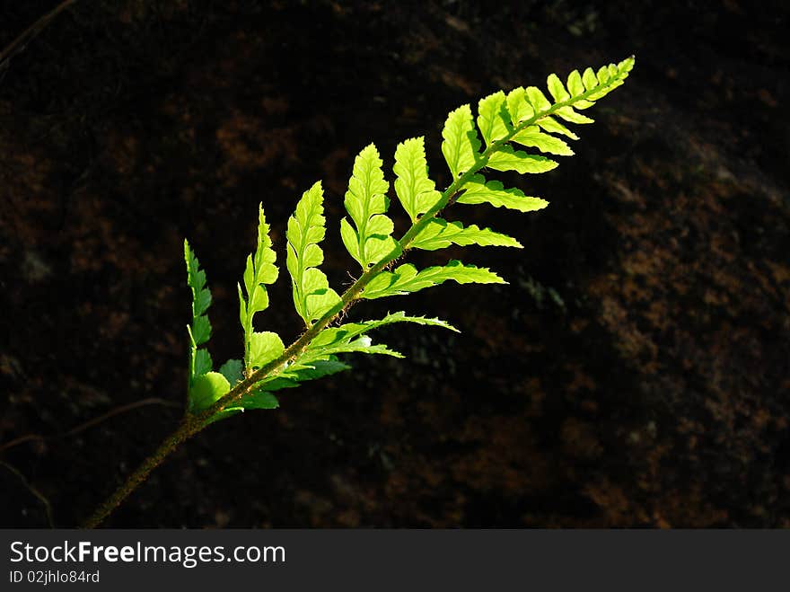 Wild green fern isolated on black background