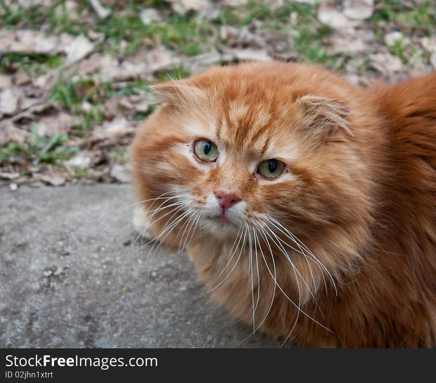 Cat with very haughty muzzle. Cat with very haughty muzzle