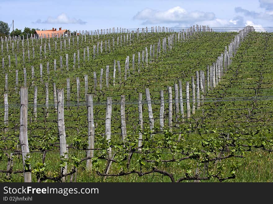 Vineyards on the mountain ,are a lot of work