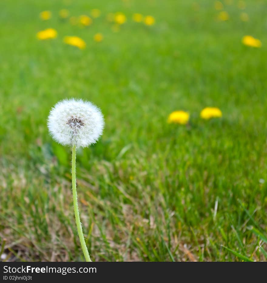 White Fluffy Dandelion