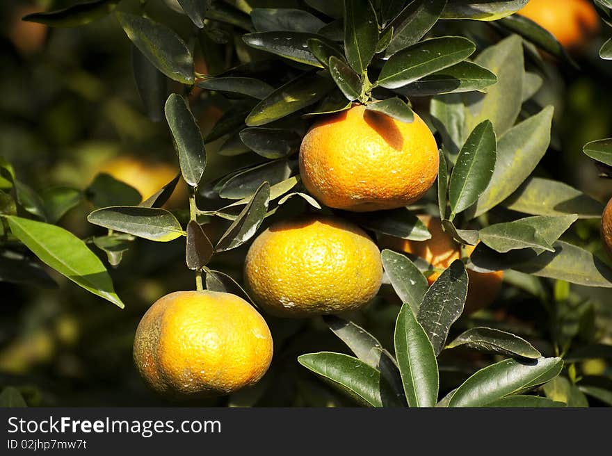 Mandarins