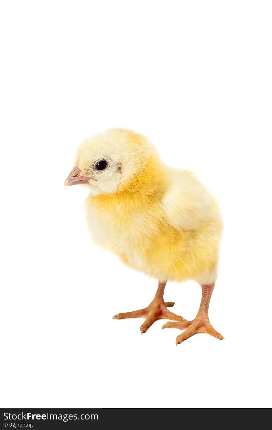 Newborn small chicken on white background