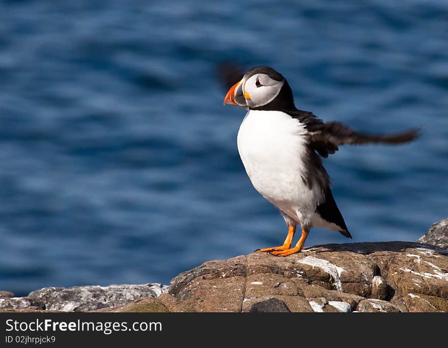 A puffin with wings flapping outstretched on a rock at the Farne Islands. A puffin with wings flapping outstretched on a rock at the Farne Islands