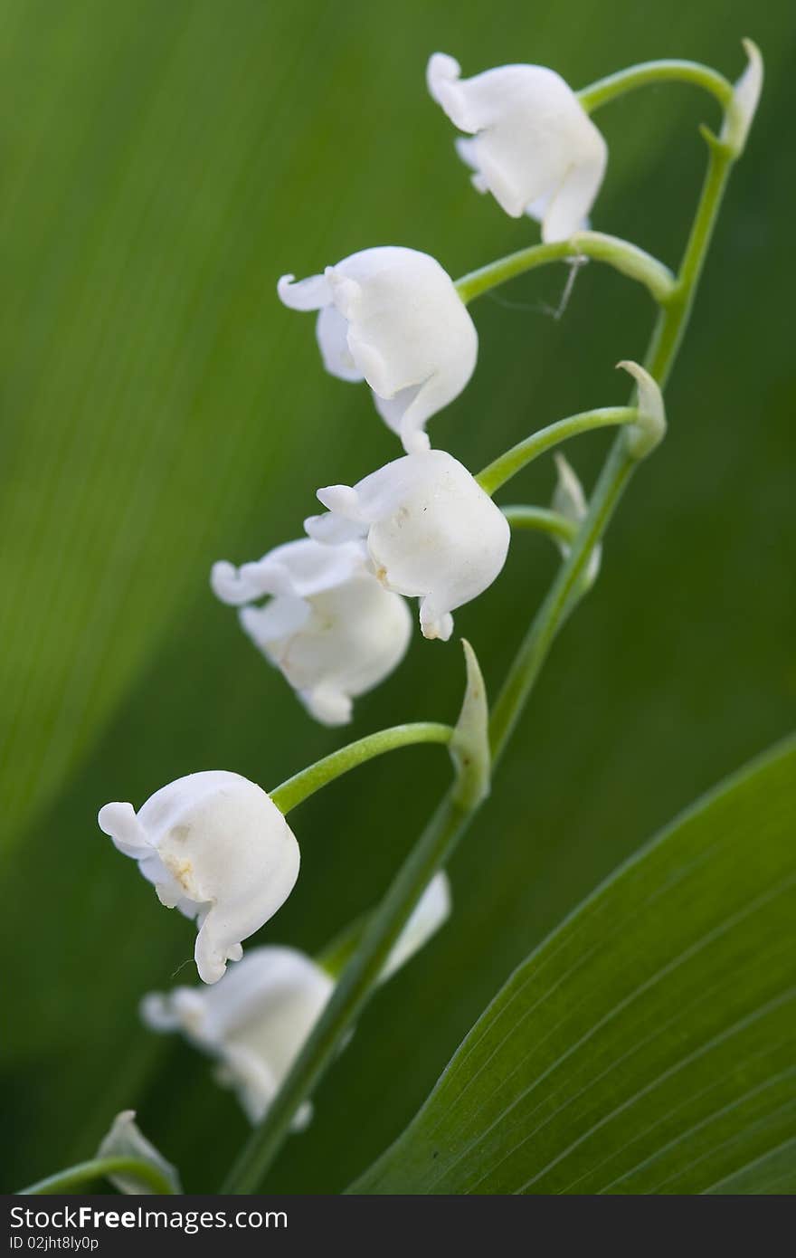 Lily of the valley and leaf