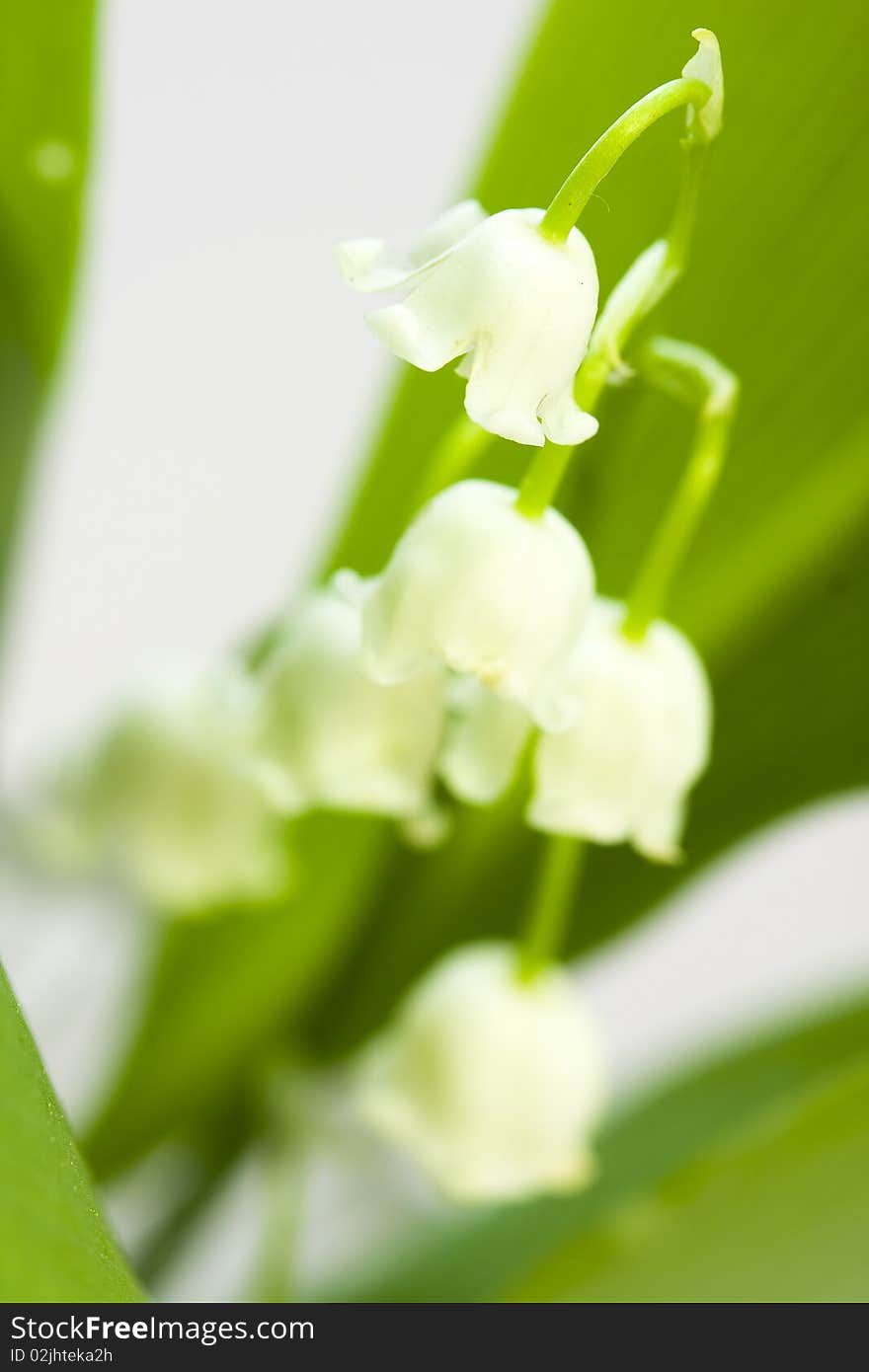 Lily of the valley and leaf