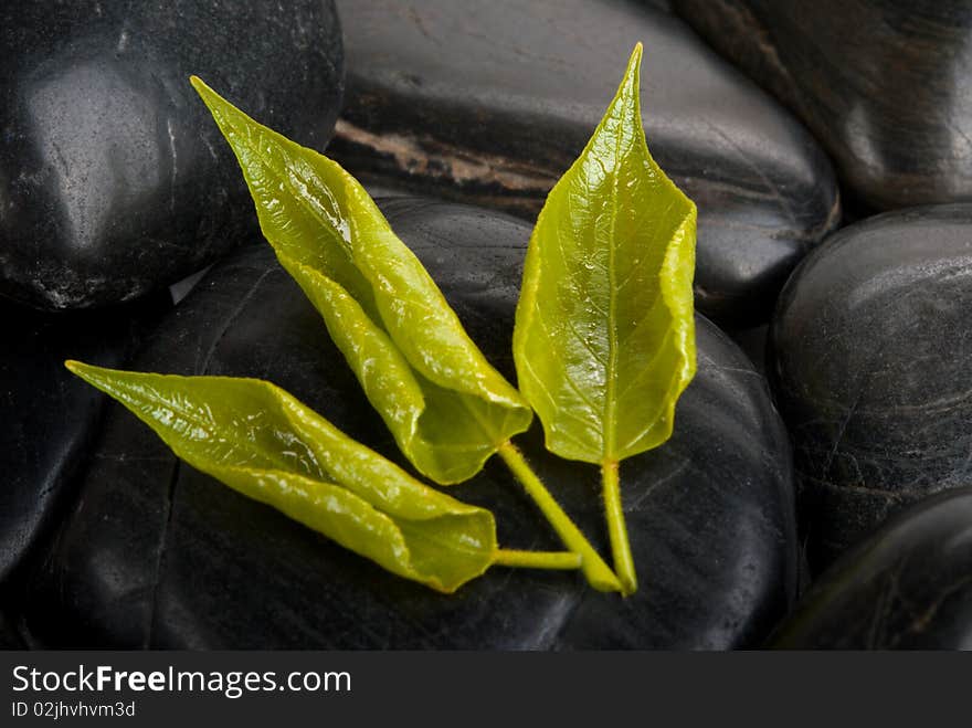 Some leaflets of tree on dark stones