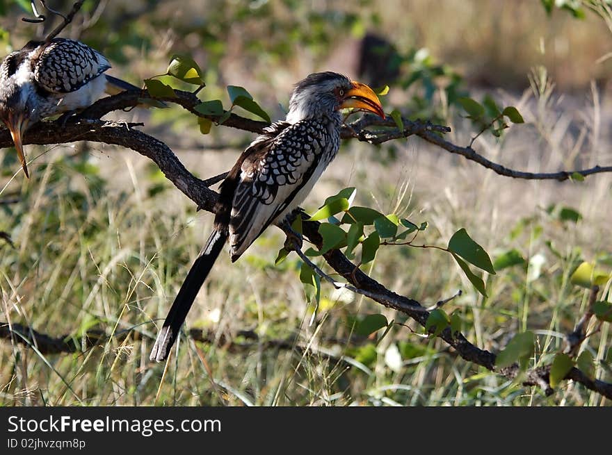 Southern yellowbilled hornbill in the Kruger Park, South Africa