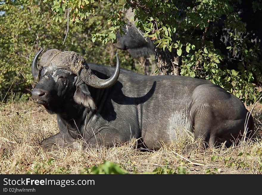 African Buffalo (Syncerus caffer) in the Kruger Park, South Africa. African Buffalo (Syncerus caffer) in the Kruger Park, South Africa.