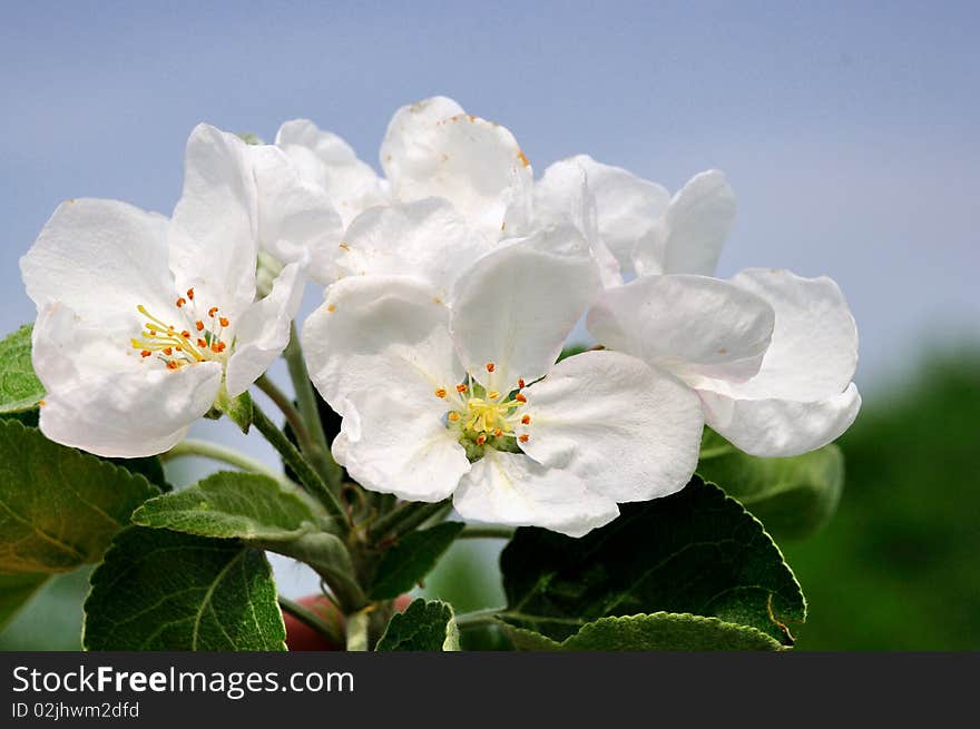 Apple Blossom