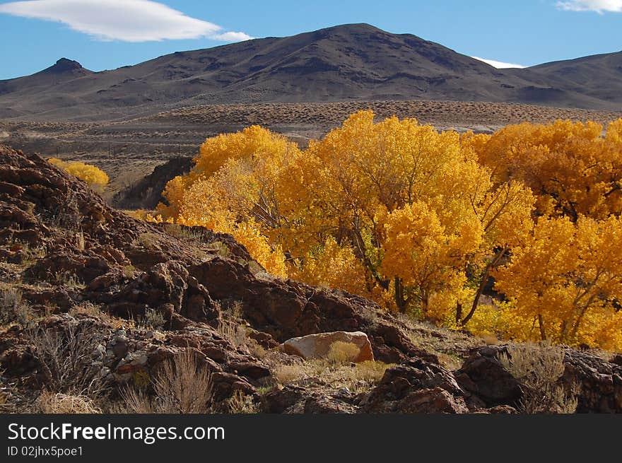 Golden cottonwoods 3