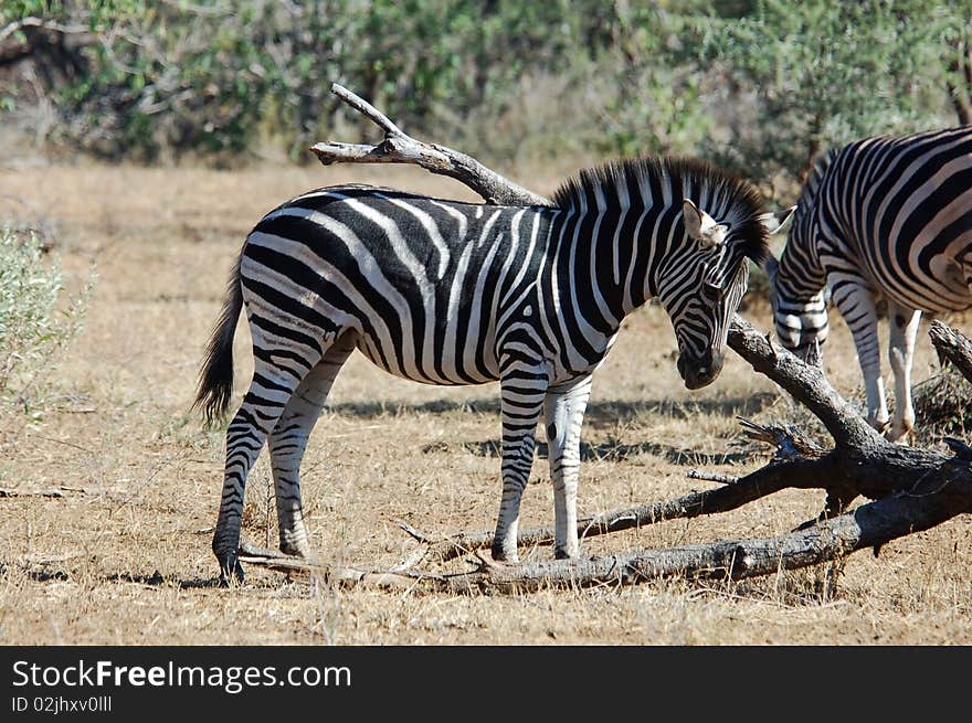 A Burchells Zebra (Equus quagga burchelli) in the Kruger Park, South Africa. A Burchells Zebra (Equus quagga burchelli) in the Kruger Park, South Africa