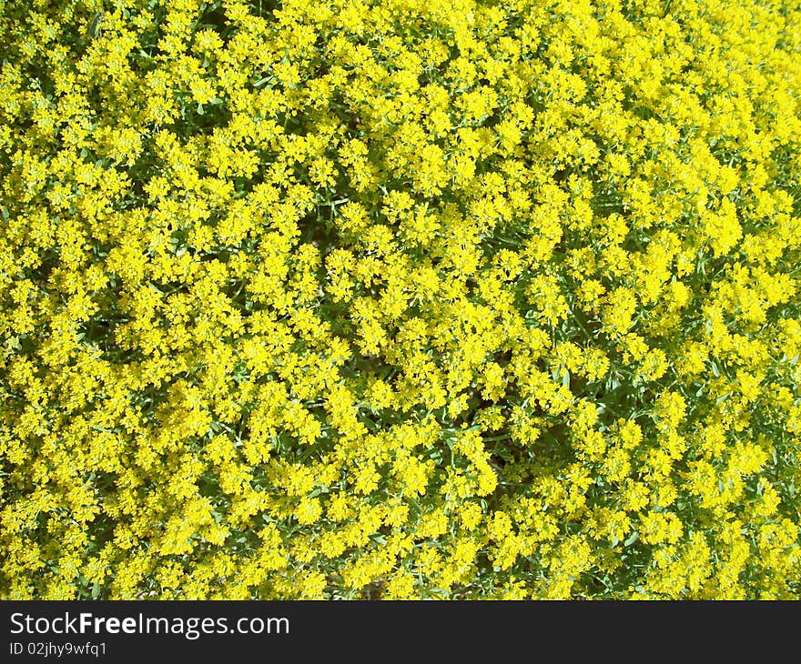 Yellow flowers little galore nature